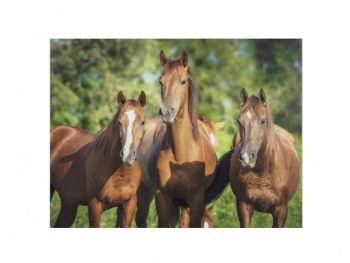 Картина по номерам арт. RA73508 Лошади 40*50 в кор. Картина по номерам арт. RA73508 Лошади 40*50 в кор.