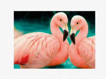 Картина по номерам арт. RAS20946 Пара фламинго 20*30 в кор.