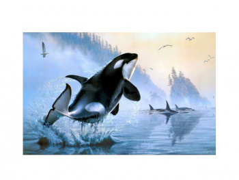 Картина по номерам арт. RAS20883 Косатка 20*30 в кор.