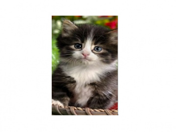 Картина по номерам арт. RAS20979 Котенок 20*30 в кор.