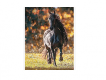 Картина по номерам арт. RA73833 Лошадь черная 40*50 в кор. Картина по номерам арт. RA73833 Лошадь черная 40*50 в кор.